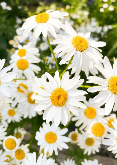 Paysagiste Demo 4 Prest01 3