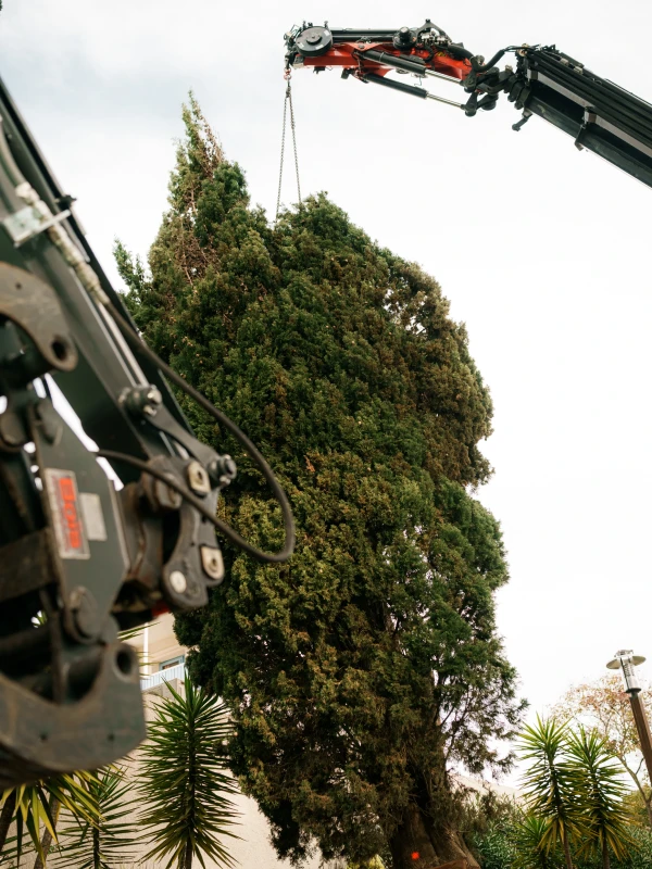 Sullivan Parcs Et Jardins Elagueur Var Prestation 2