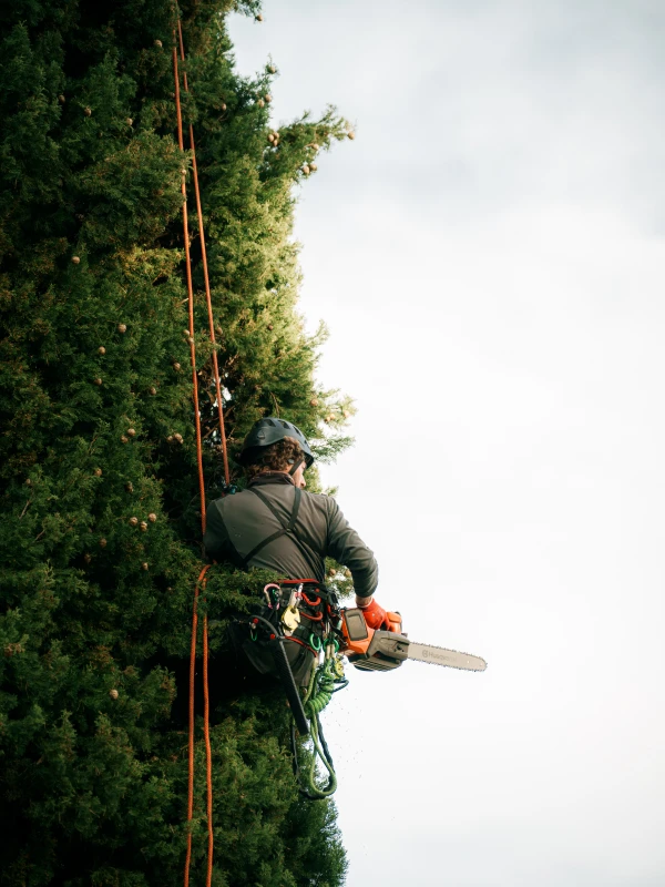 Sullivan Parcs Et Jardins Elagueur Var Prestation